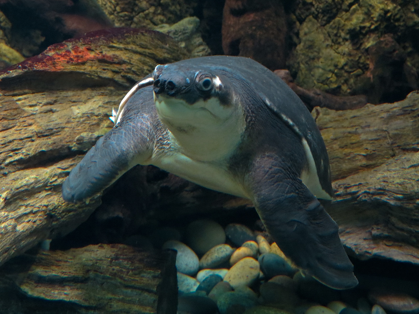 Freshwater Aquarium - Fly River Turtle Exhibit