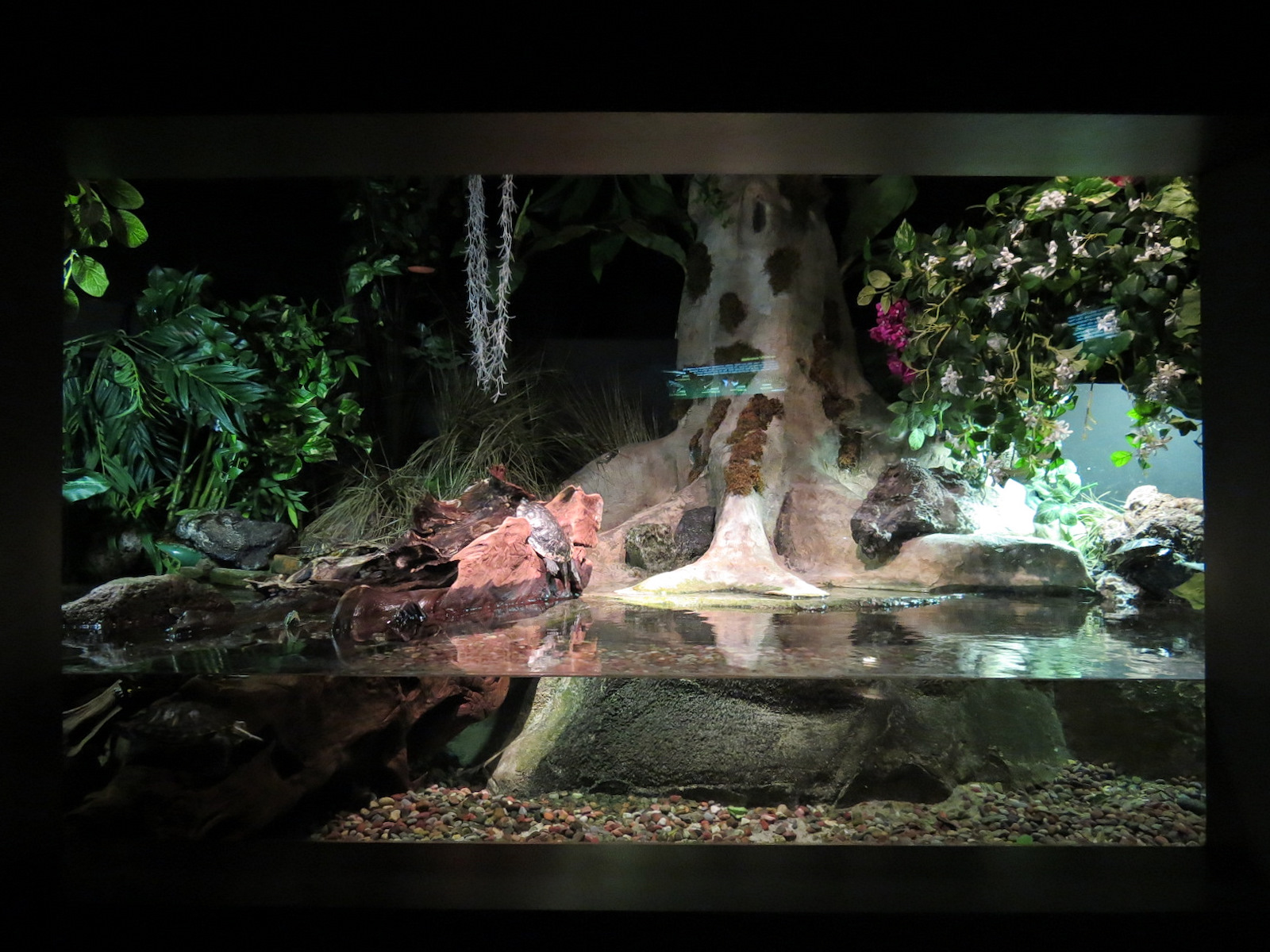 Freshwater Aquarium - Freshwater Turtles Exhibit