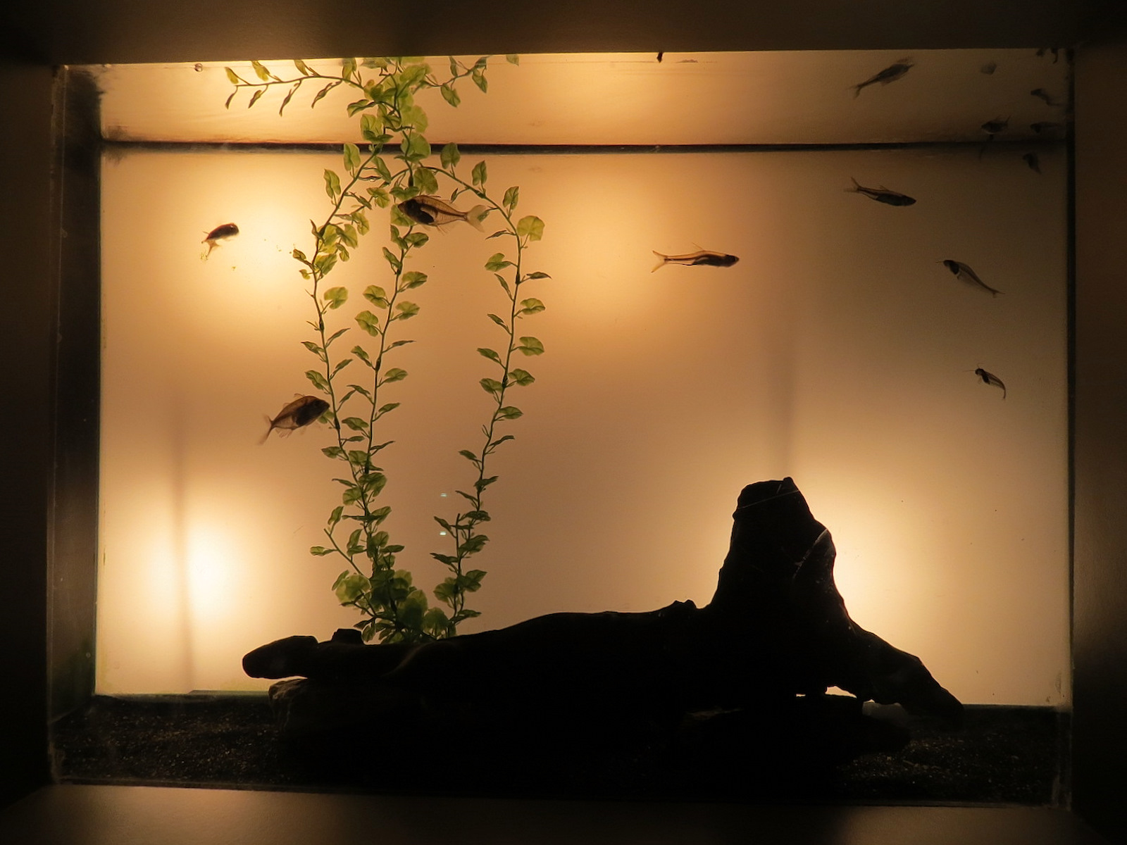 Freshwater Aquarium - Glass Fishes Exhibit