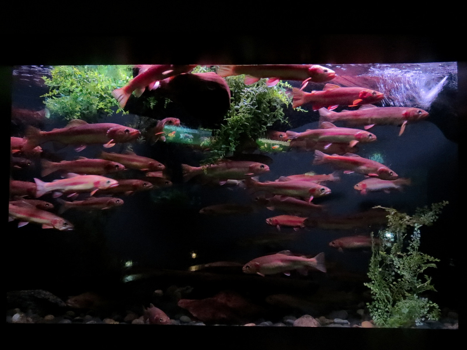 Freshwater Aquarium - Golden Trout Exhibit