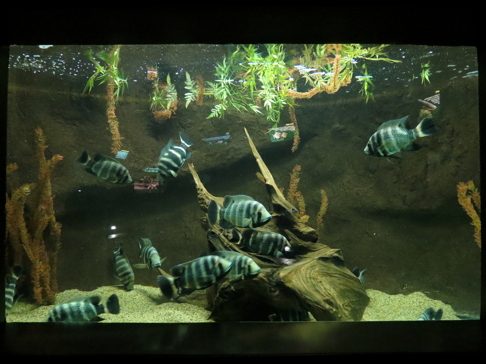 Freshwater Aquarium - Hornet Tilapia Exhibit
