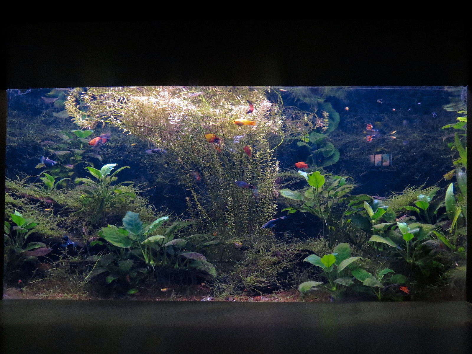 Freshwater Aquarium - Livebearers Exhibit