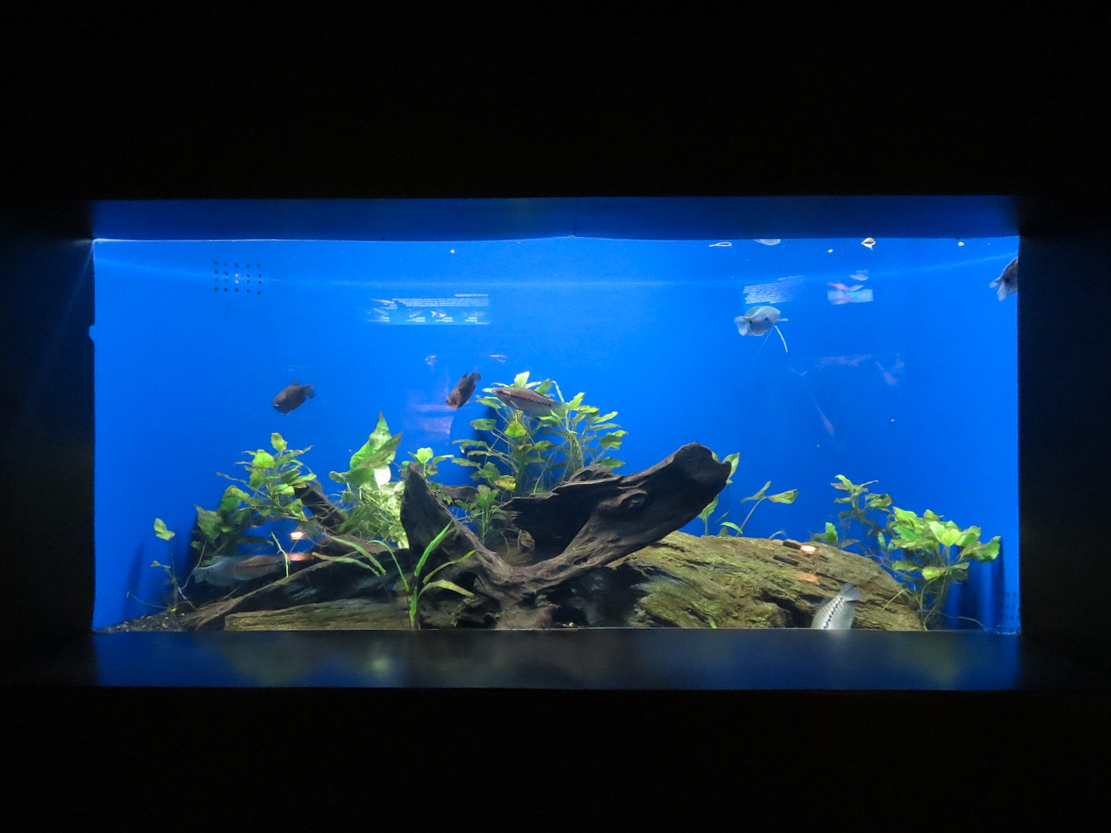 Freshwater Aquarium - Pearl Gourami and Blue Gourami Exhibit