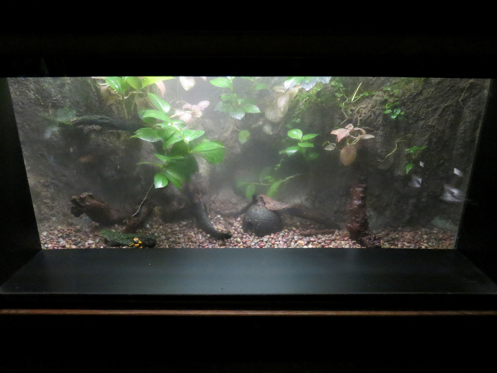 Freshwater Aquarium - Poison Dart Frog Exhibit