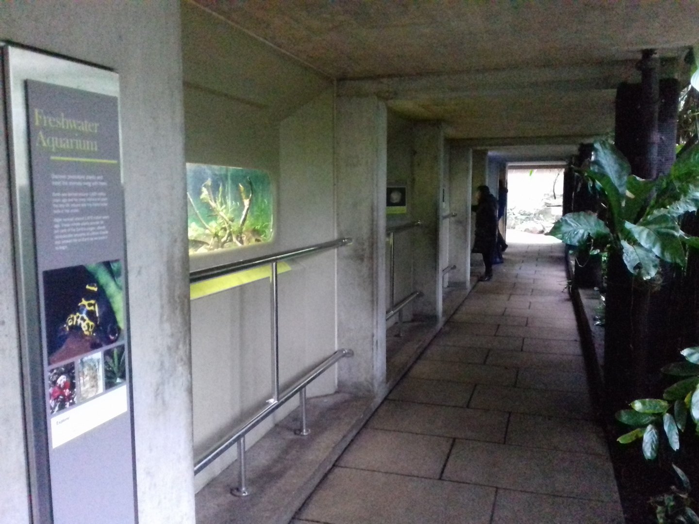 Freshwater Aquarium - Princess of Wales Conservatory