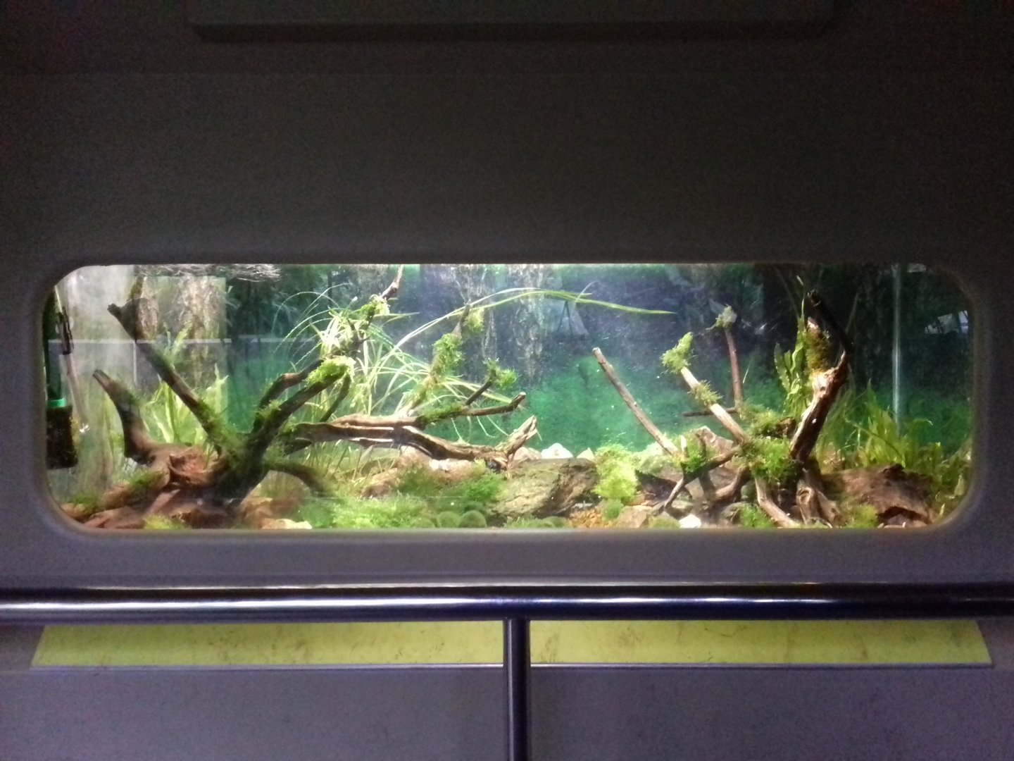 Freshwater Aquarium - Princess of Wales Conservatory