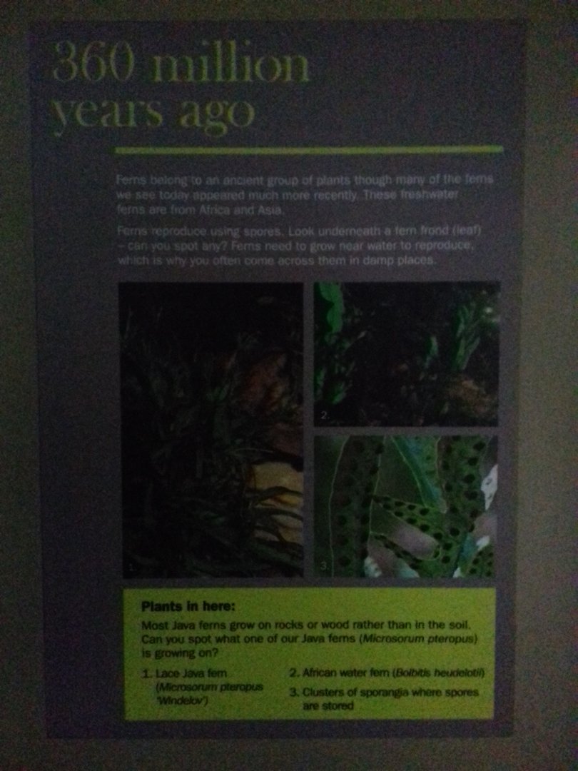 Freshwater Aquarium - Princess of Wales Conservatory