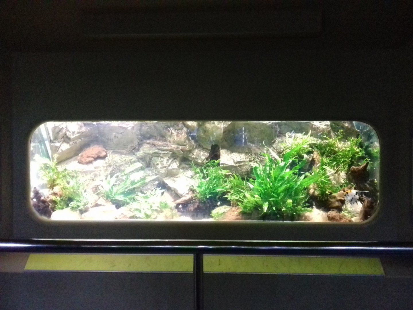 Freshwater Aquarium - Princess of Wales Conservatory