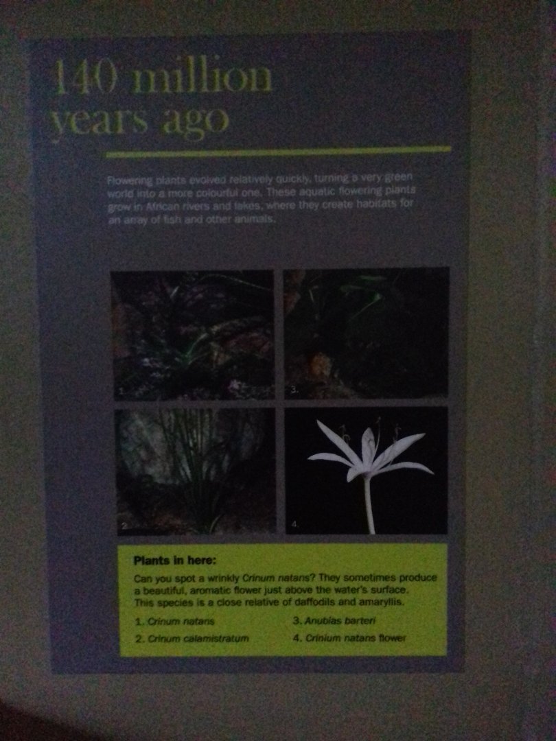 Freshwater Aquarium - Princess of Wales Conservatory