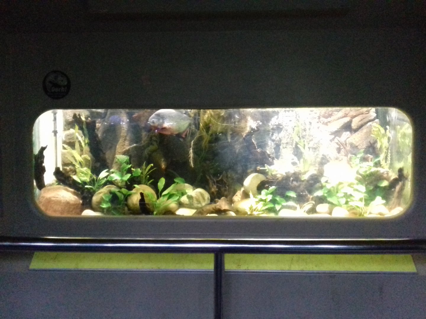 Freshwater Aquarium - Princess of Wales Conservatory