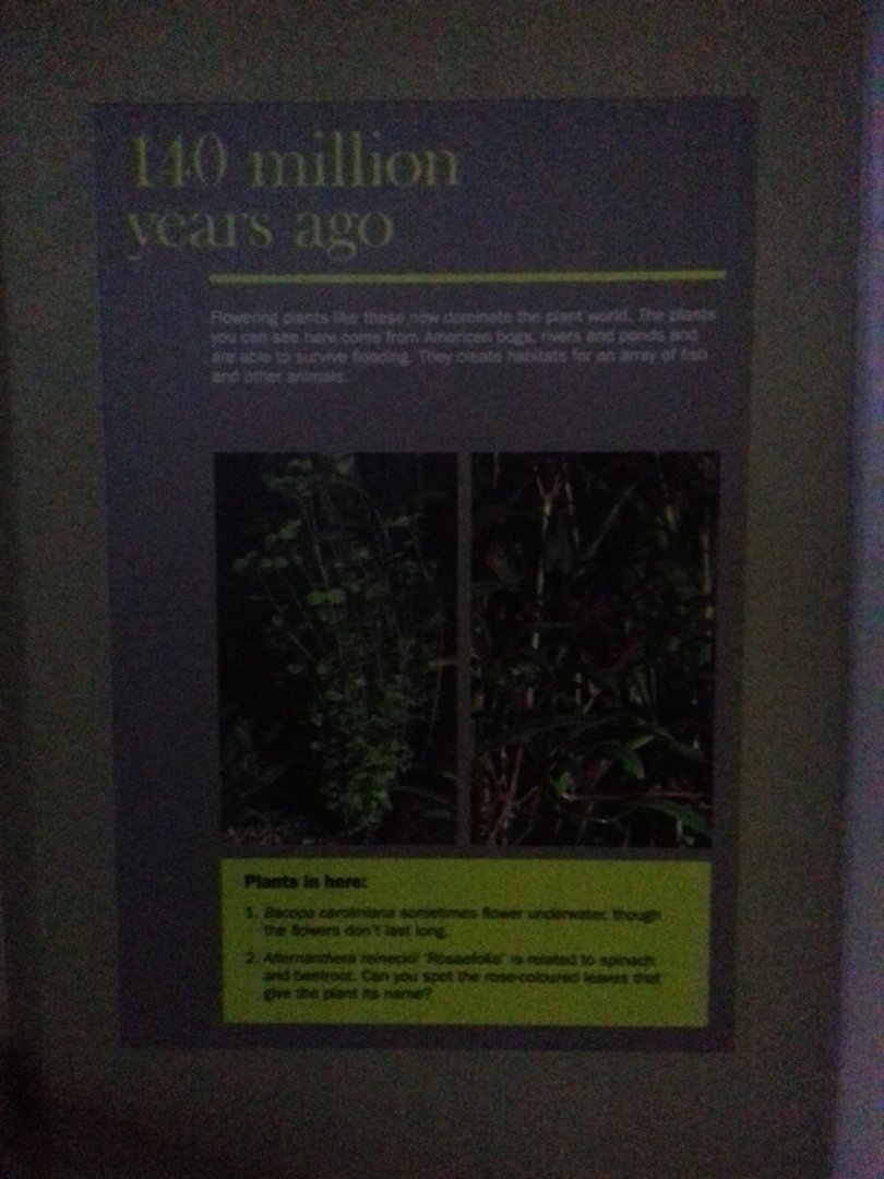 Freshwater Aquarium - Princess of Wales Conservatory