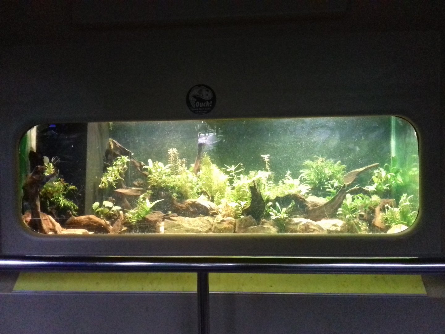 Freshwater Aquarium - Princess of Wales Conservatory