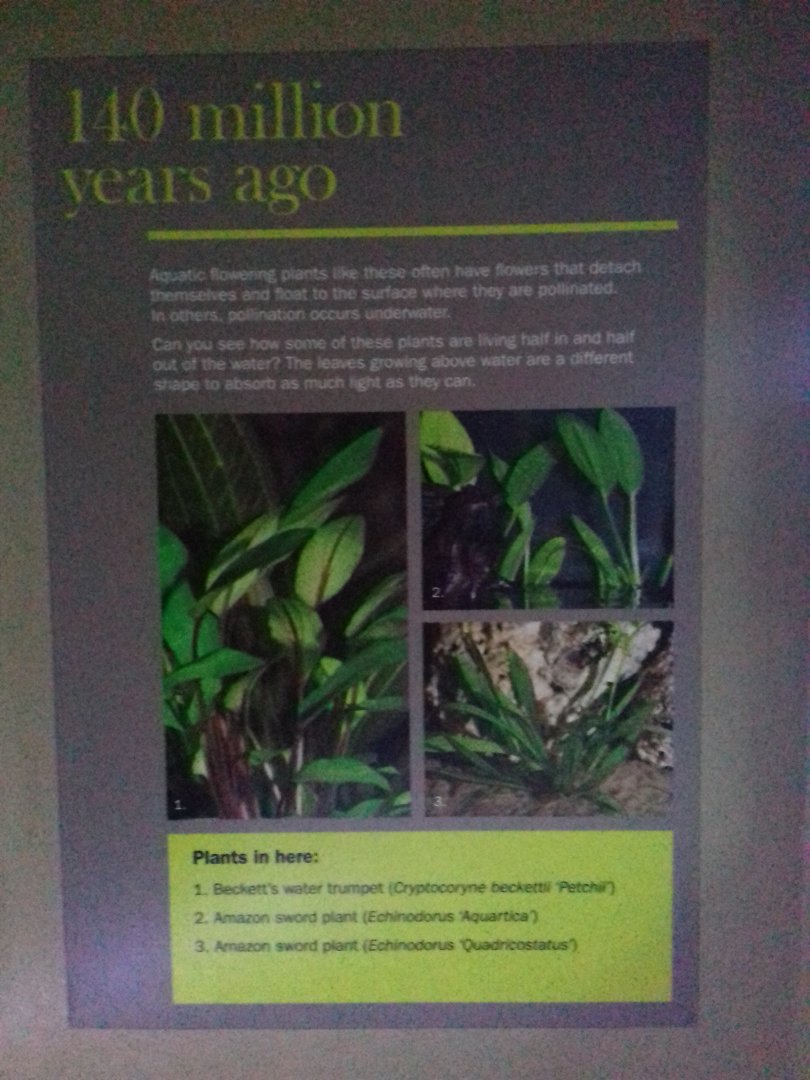 Freshwater Aquarium - Princess of Wales Conservatory