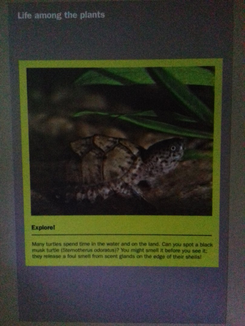 Freshwater Aquarium - Princess of Wales Conservatory