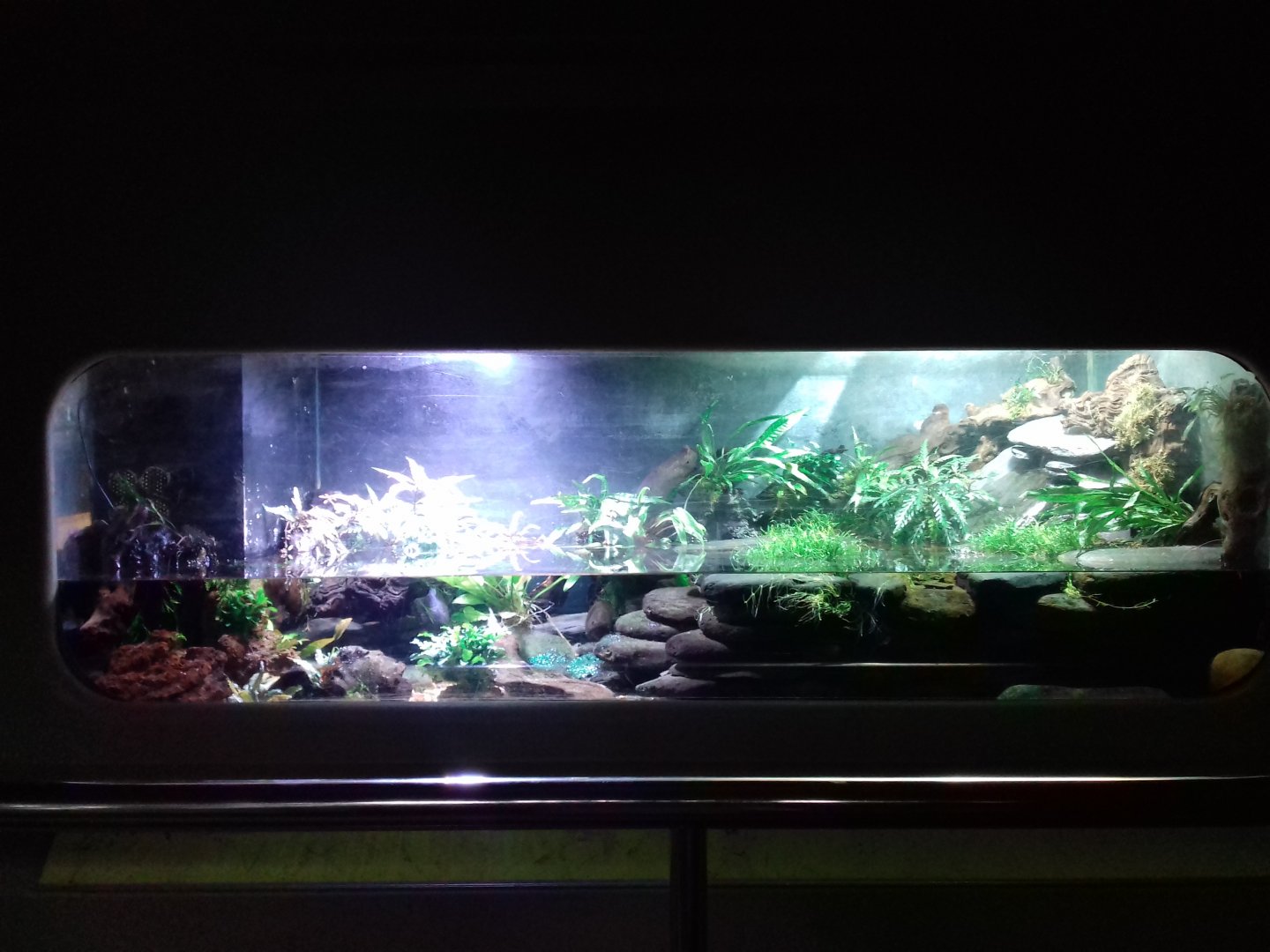 Freshwater Aquarium - Princess of Wales Conservatory