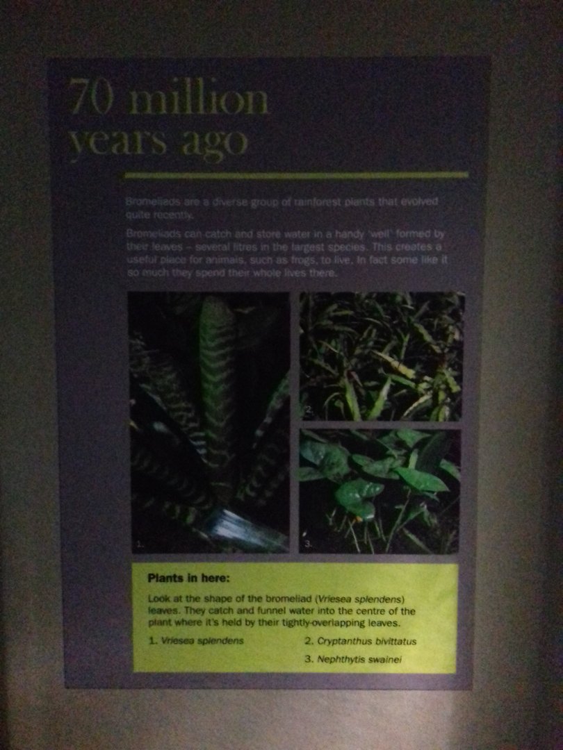 Freshwater Aquarium - Princess of Wales Conservatory