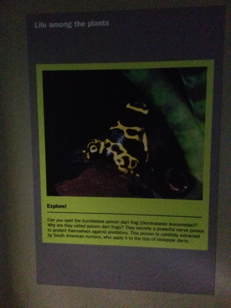 Freshwater Aquarium - Princess of Wales Conservatory