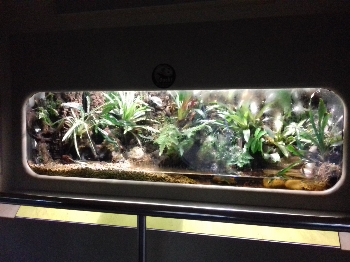 Freshwater Aquarium - Princess of Wales Conservatory