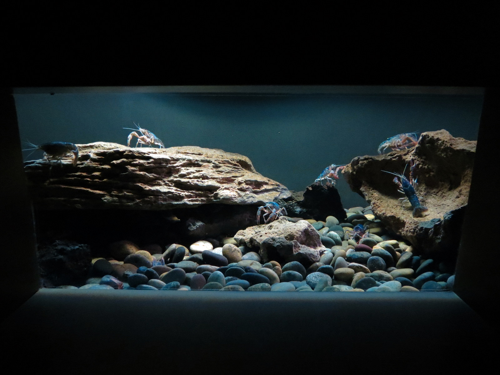 Freshwater Aquarium - Red Swamp Crayfish Exhibit