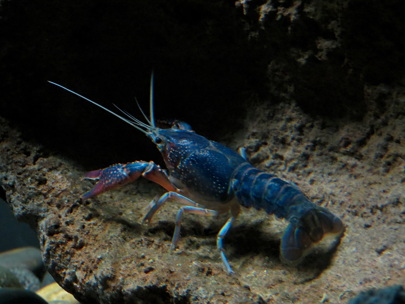 Freshwater Aquarium - Red Swamp Crayfish Exhibit