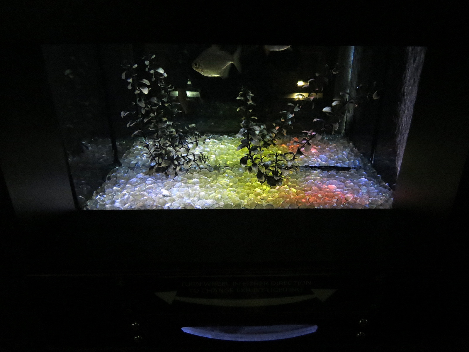 Freshwater Aquarium - Silver Dollar Exhibit