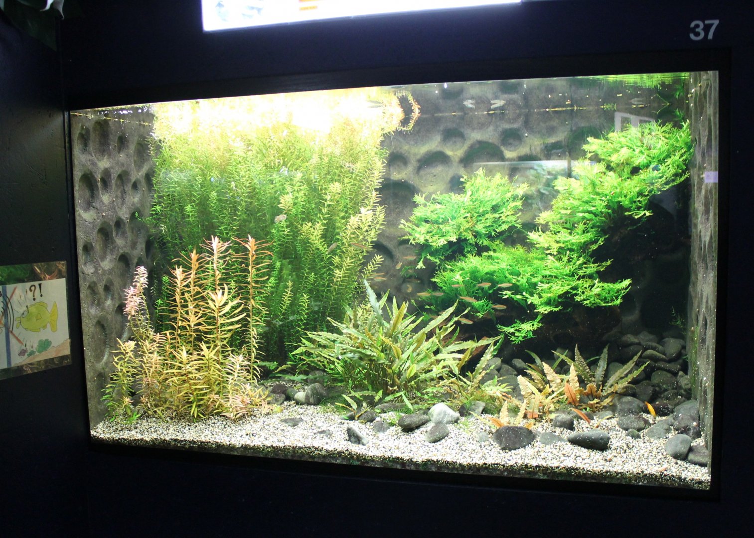 Freshwater-aquarium South-East Asian fish