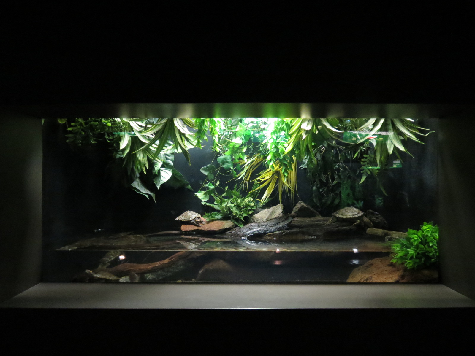 Freshwater Aquarium - Texas Map Turtle Exhibit