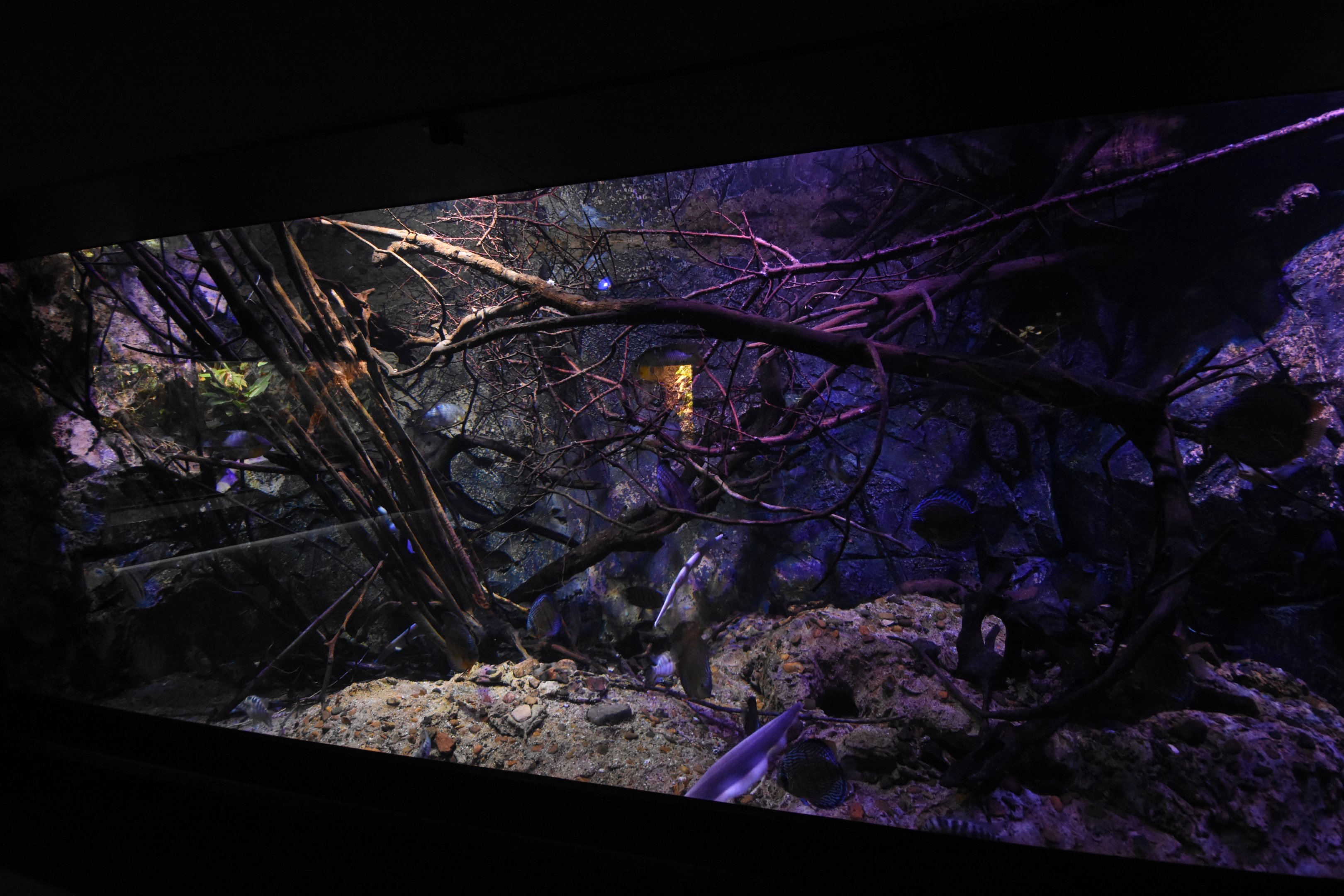 Freshwater aquarium with live branches