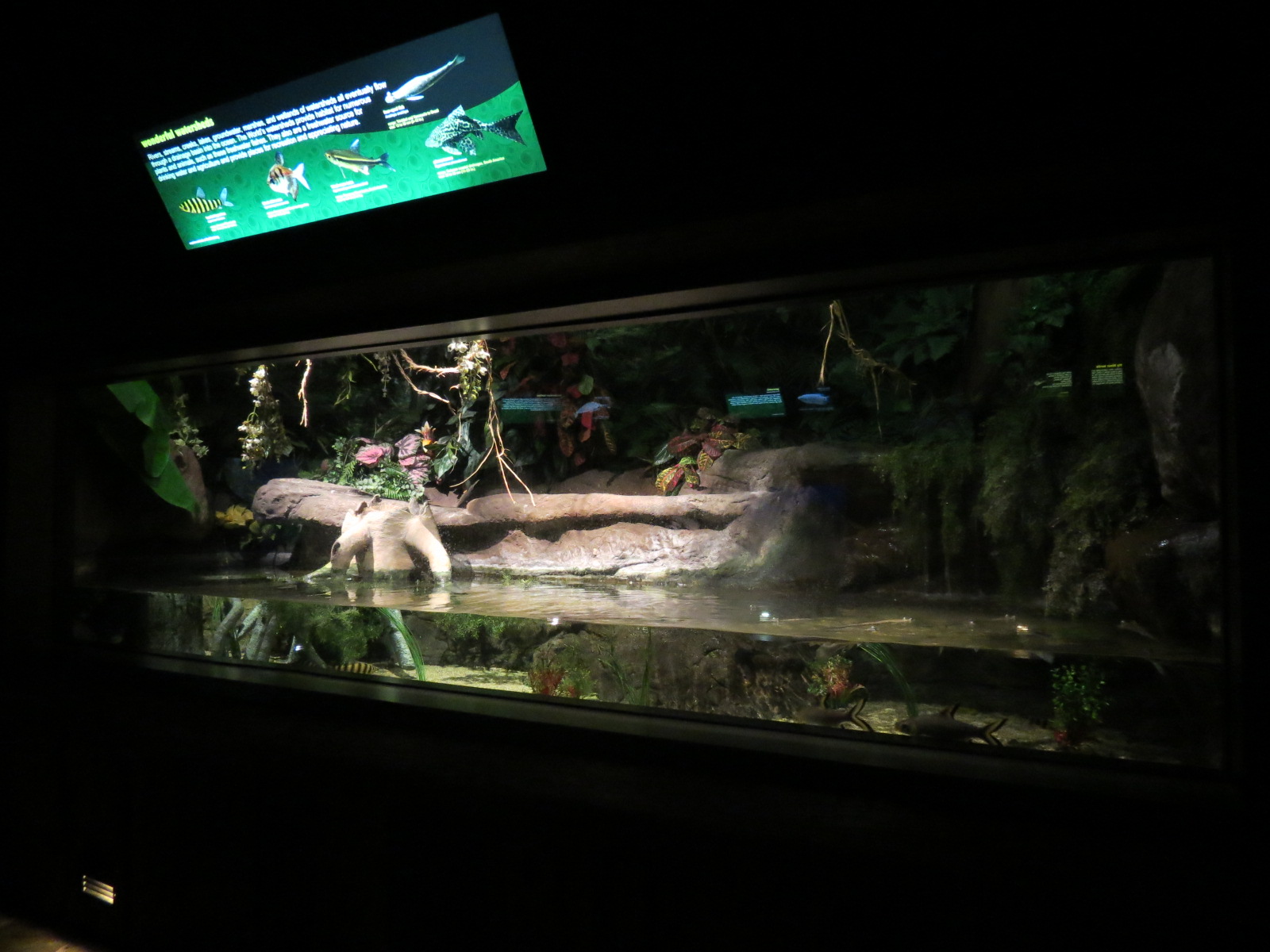 Freshwater Aquarium - Wonderful Watersheds Exhibit