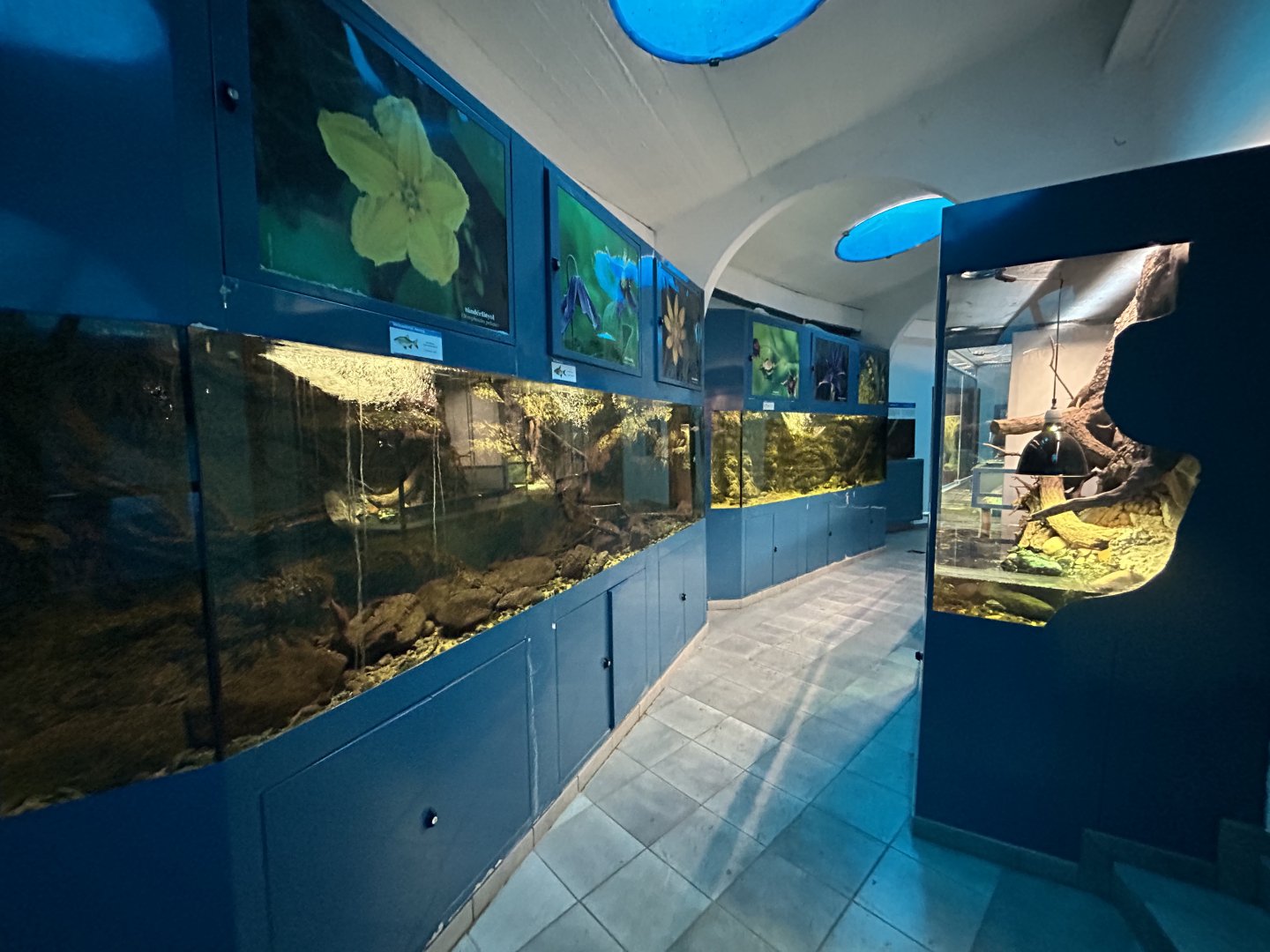 Freshwater Aquariums
