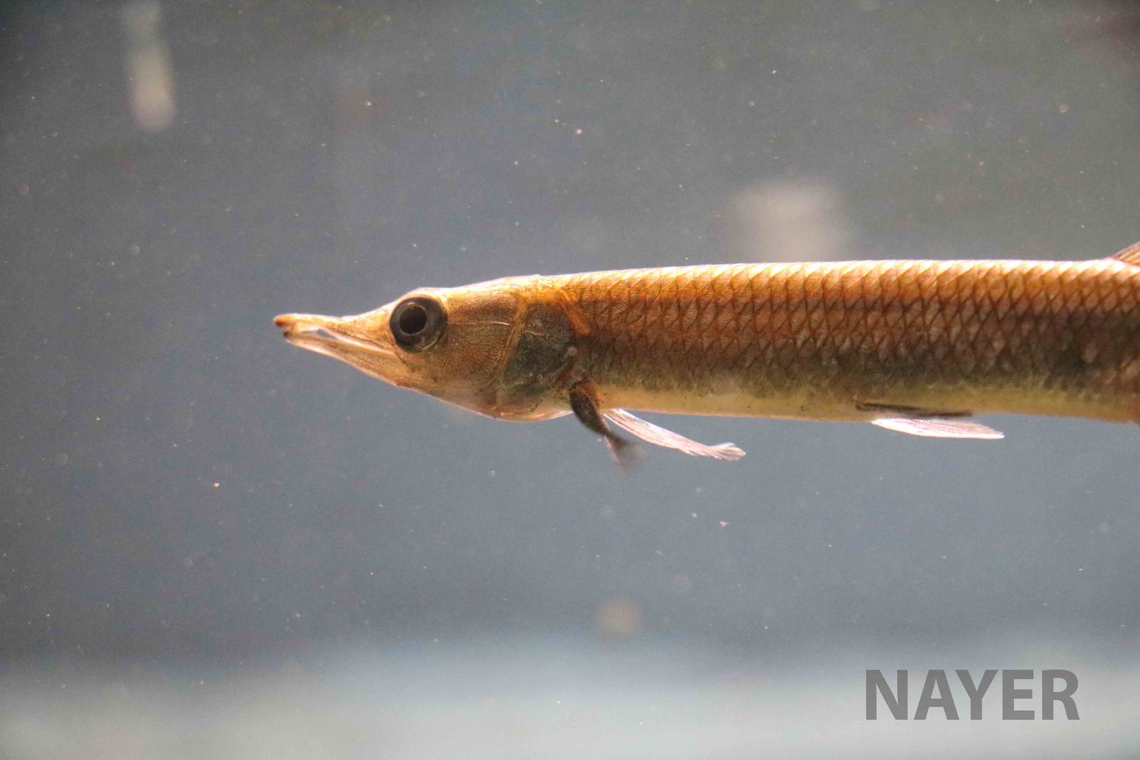 Freshwater barracuda, April 2016