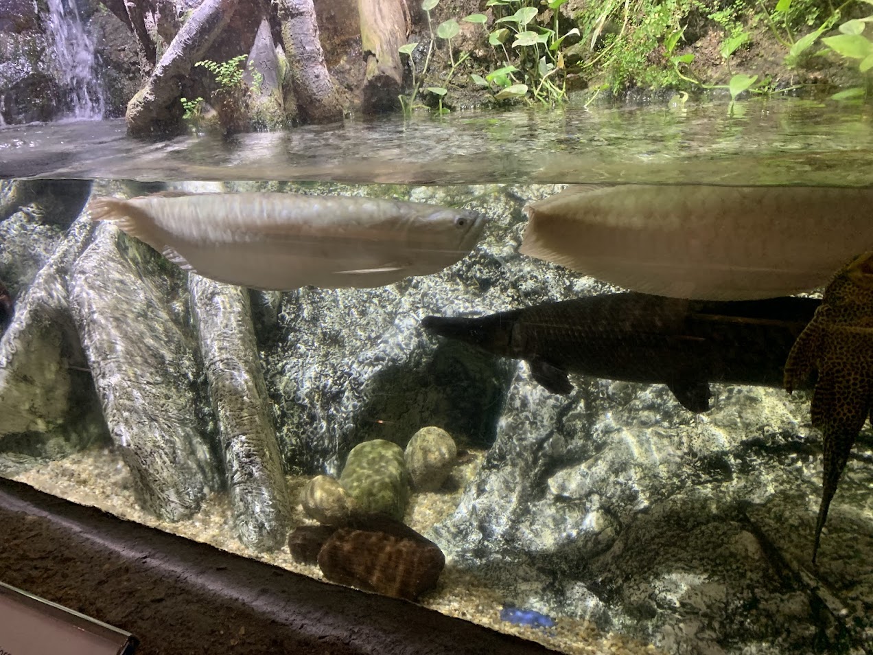 Freshwater big fish tank