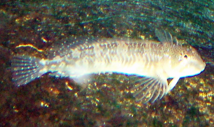 Freshwater Blenny (Salaria fluviatilis)