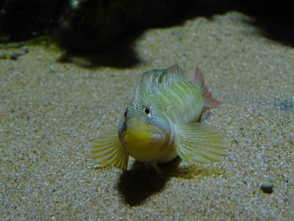 Freshwater blenny (Salariopsis fluviatilis)