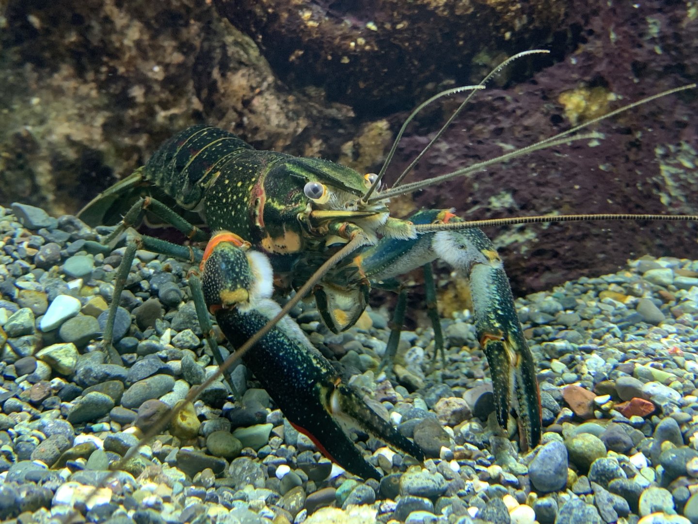 Freshwater blueclaw crayfish