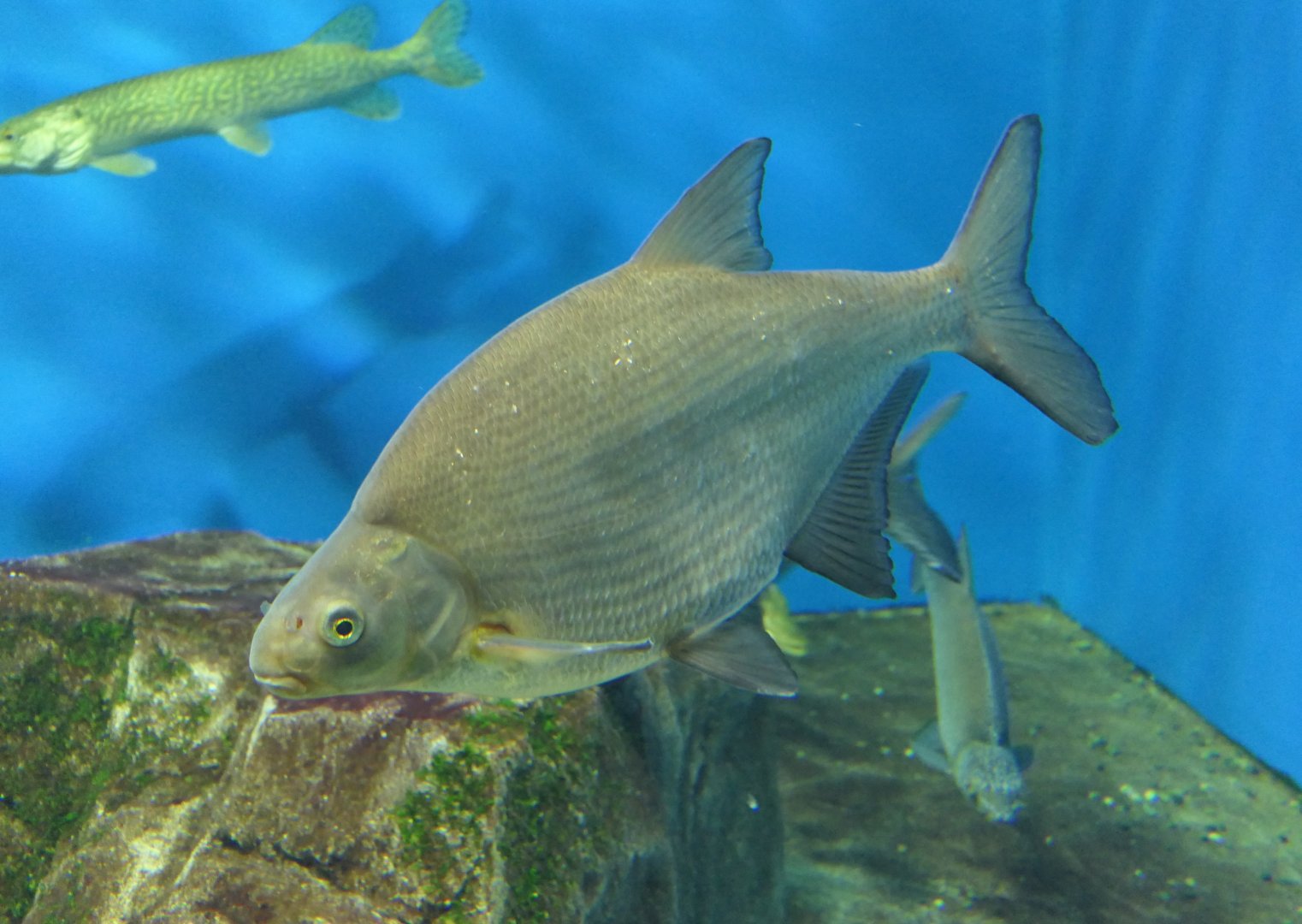 Freshwater Bream (Abramis brama) - Lake Biwa Museum