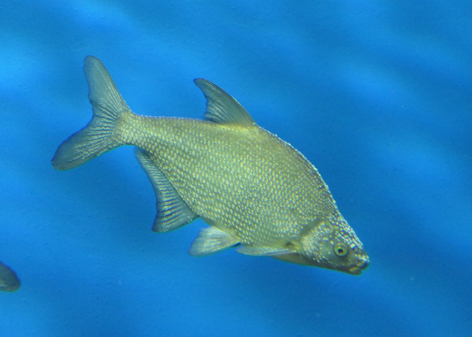 Freshwater Bream (Abramis brama) - Lake Biwa Museum