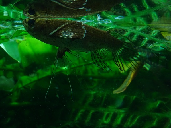 Freshwater butterflyfish (Pantodon buchholzi) (07/22)