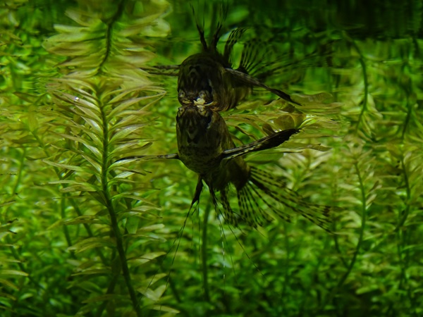 Freshwater butterflyfish (Pantodon buchholzi)
