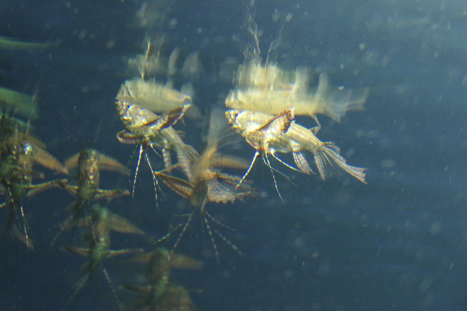 Freshwater Butterflyfish (Pantodon buchholzi)