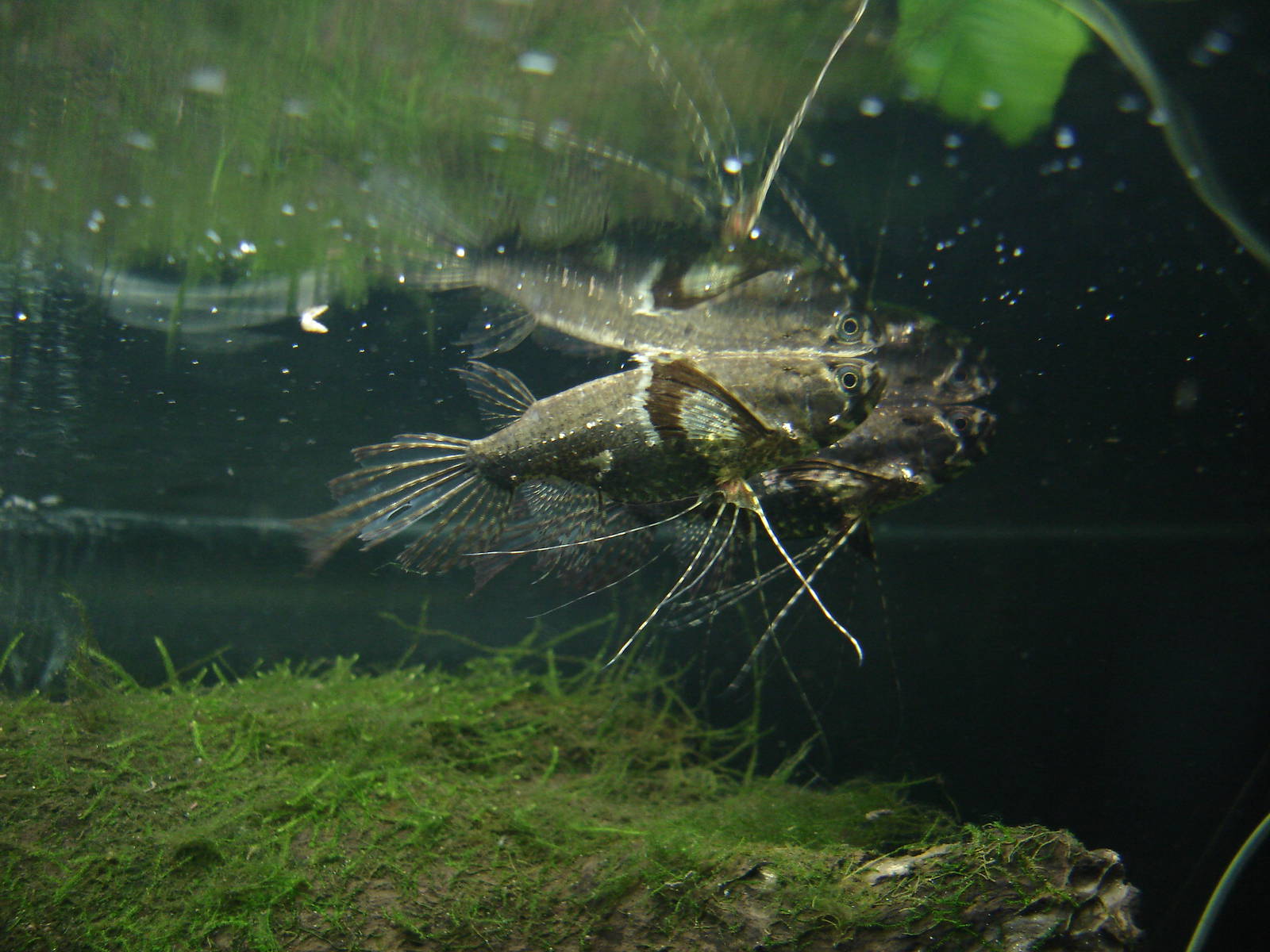 Freshwater butterflyfish