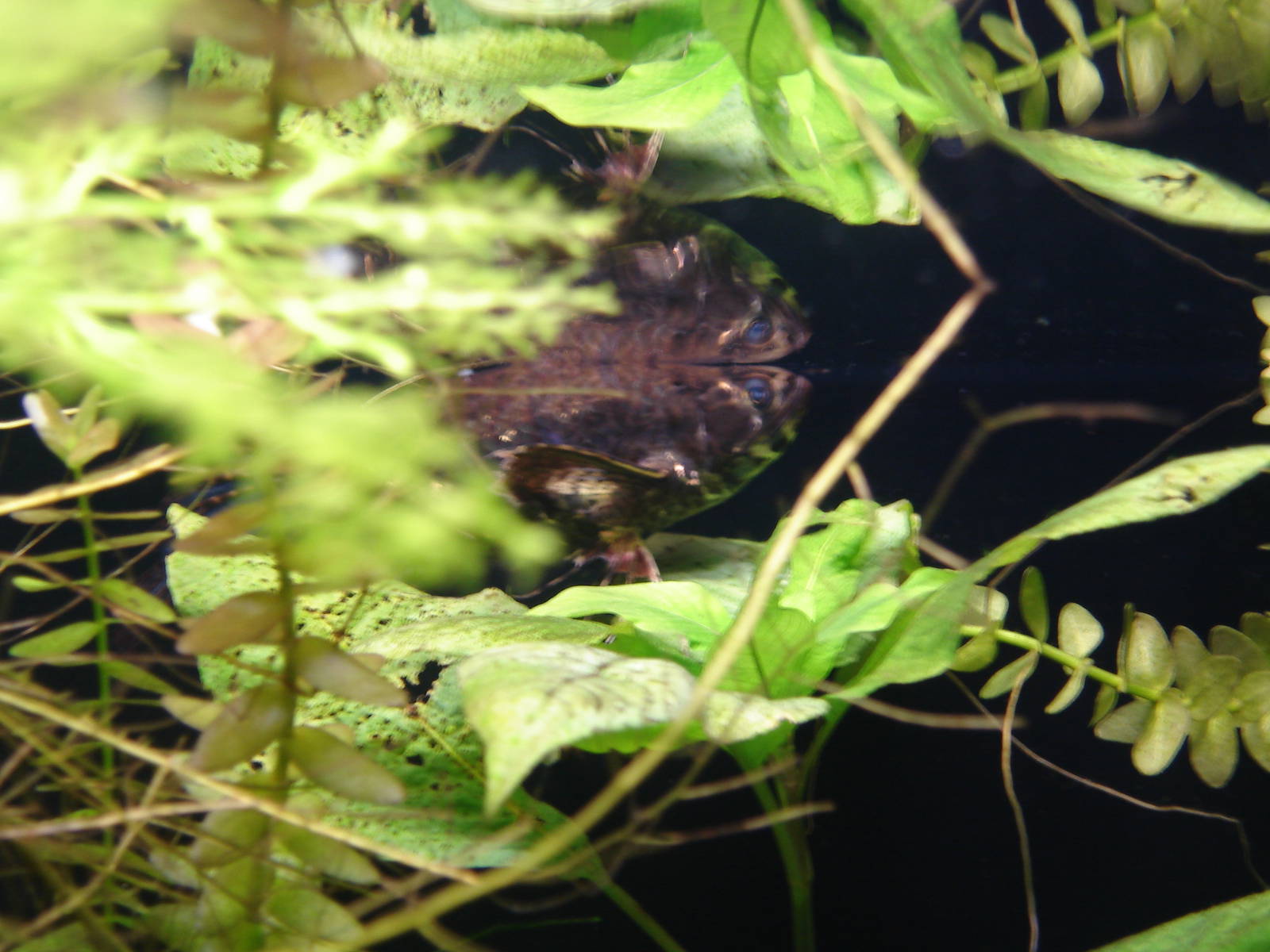Freshwater butterflyfish