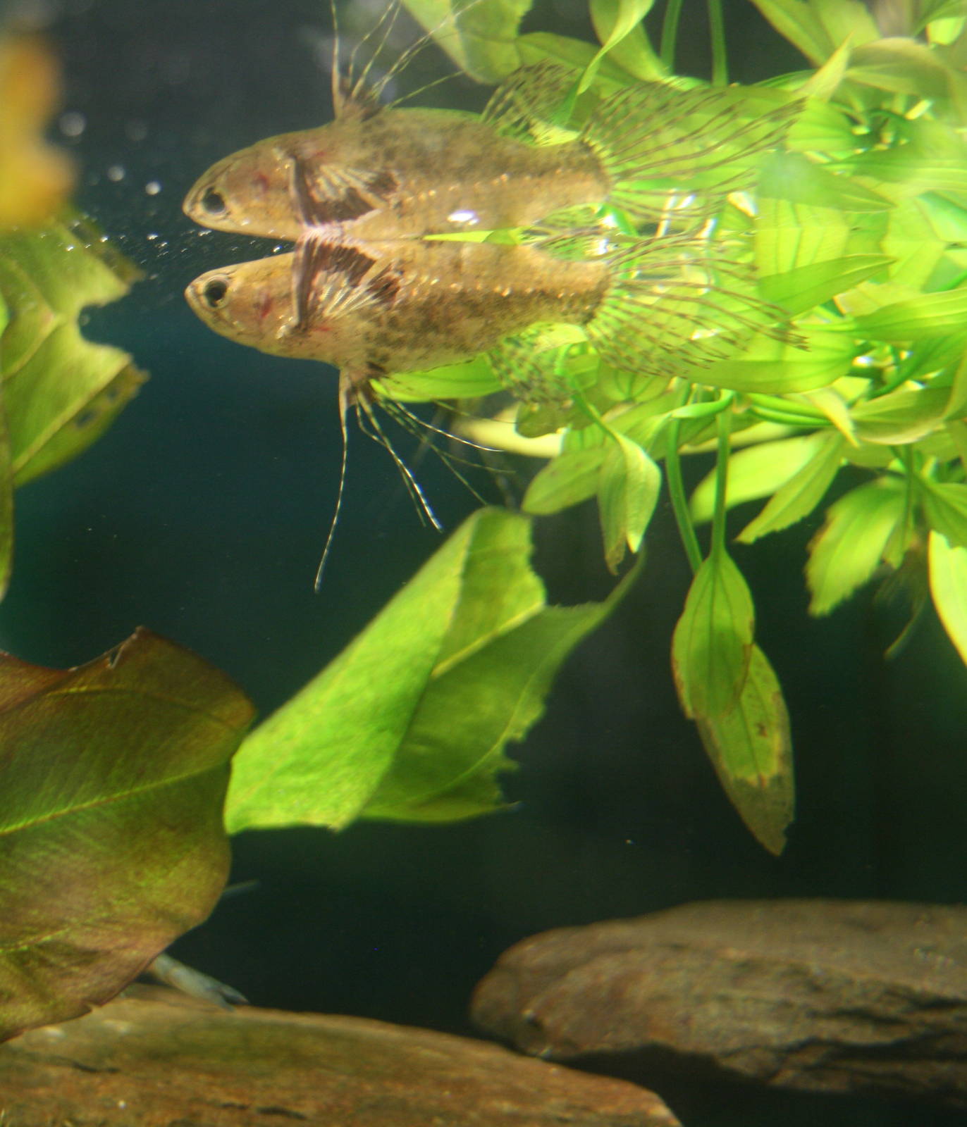 Freshwater butterflyfish