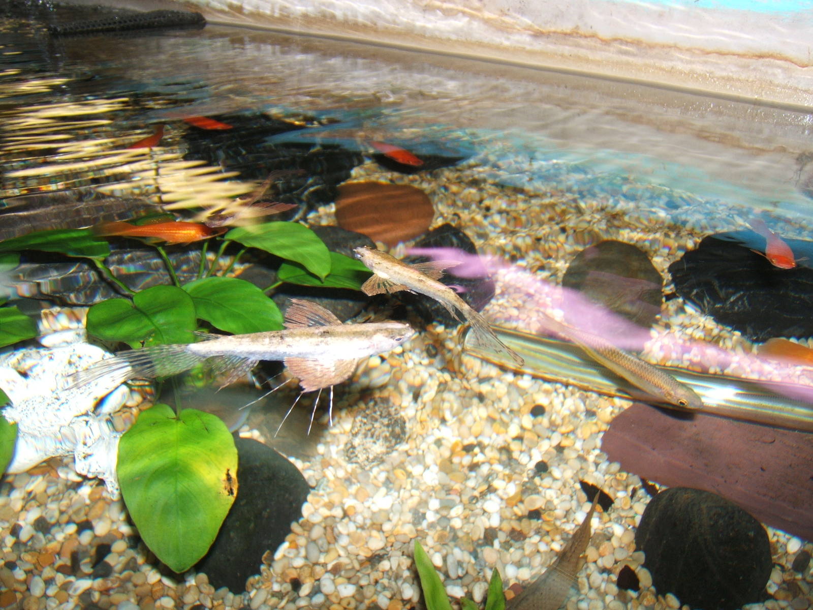 Freshwater Butterflyfish