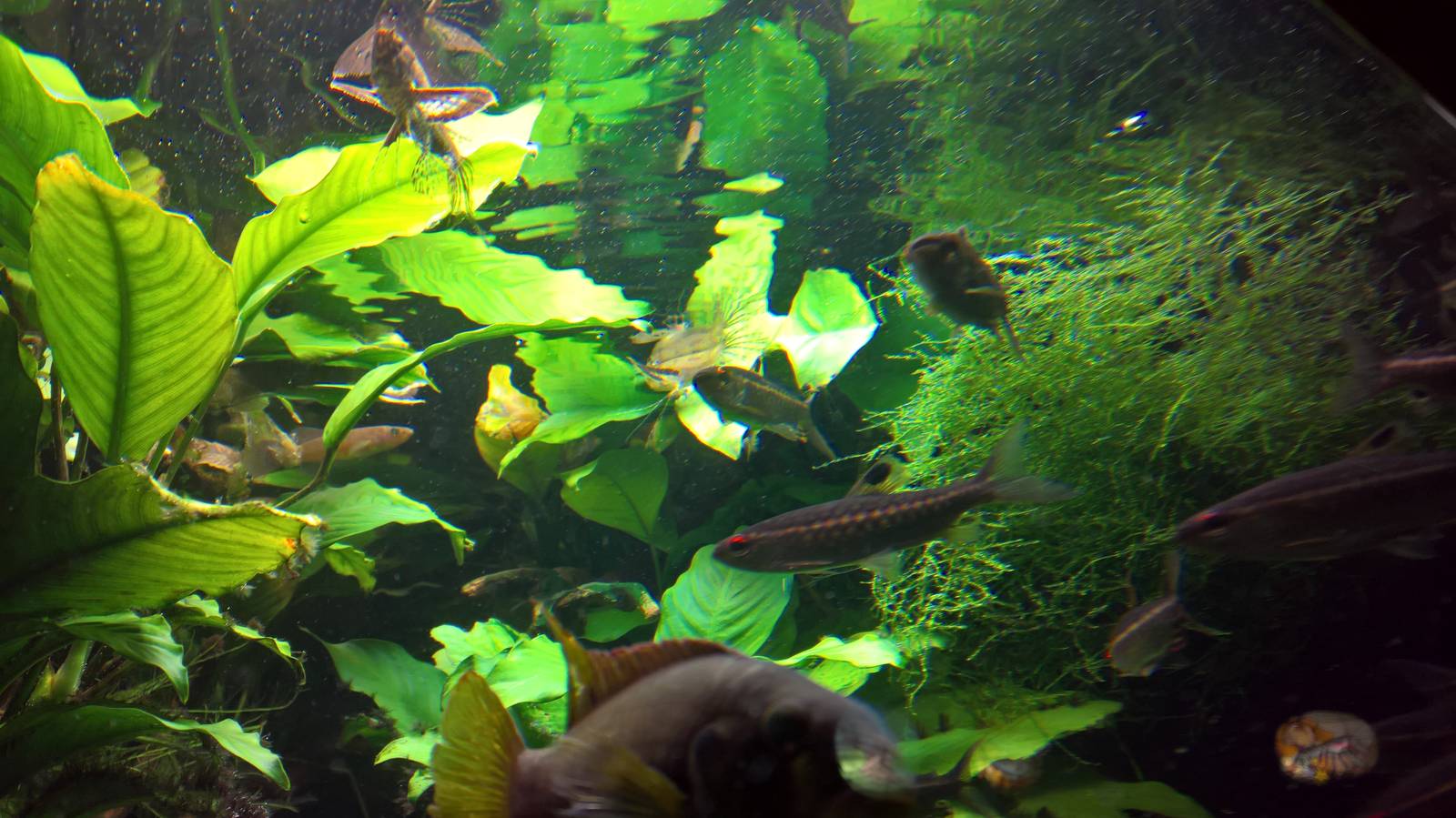 Freshwater butterflyfish