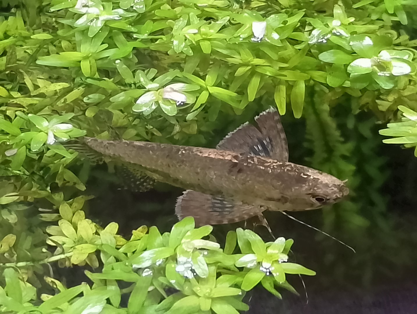 Freshwater butterflyfish