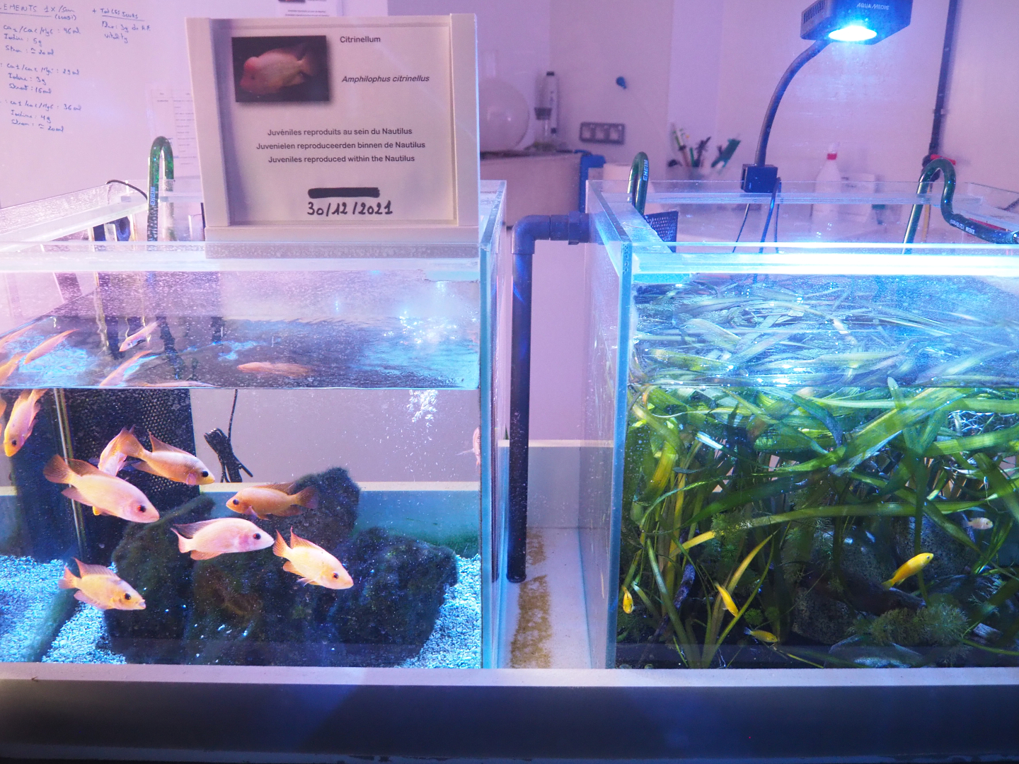 Freshwater cichlid raising tanks, 2022-09-14