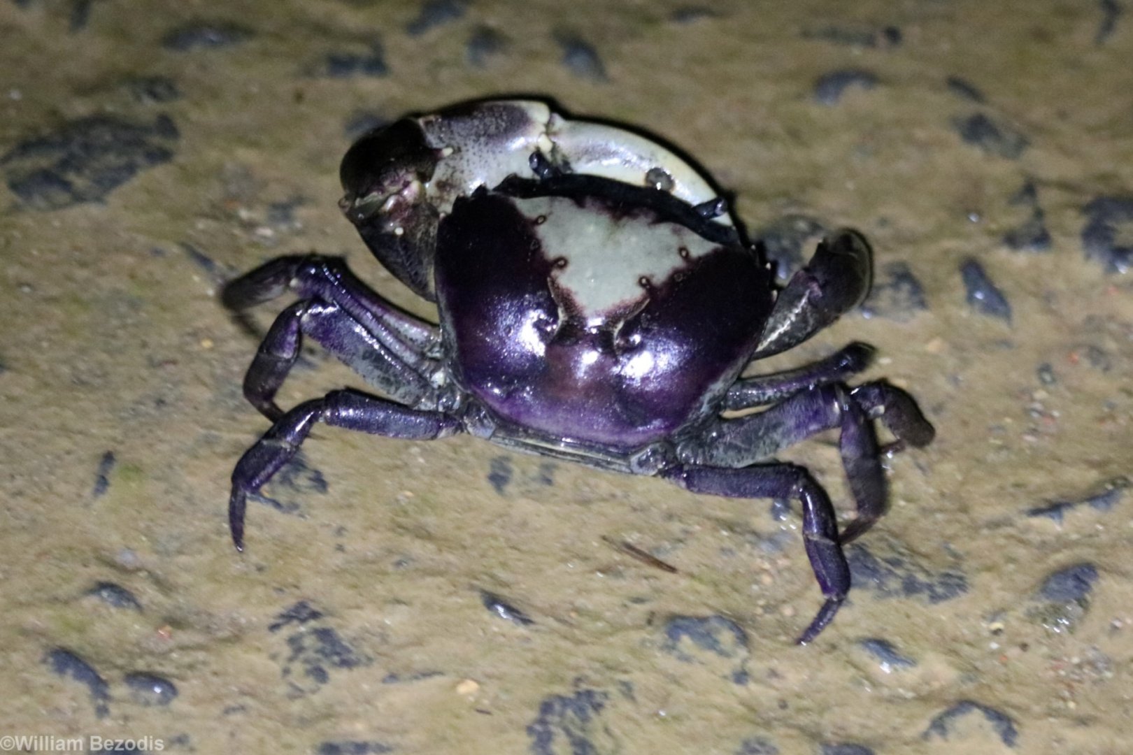 Freshwater Crab - Cat Tien