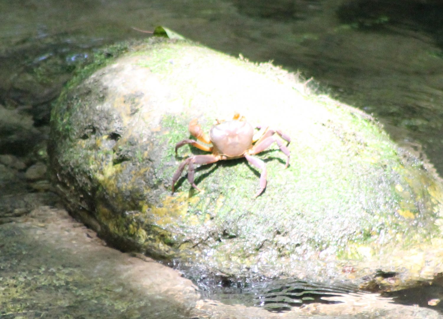 Freshwater crab ID