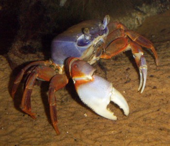 Freshwater Crab (Potamon anomalus)